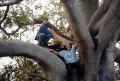 baum.JPG (89091 Byte)