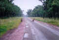 kangaroos auf strasse.JPG (65931 Byte)