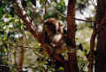 koala.JPG (75416 Byte)