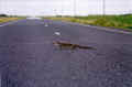 salamander.JPG (59088 Byte)