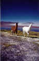 lamas.JPG (70264 Byte)