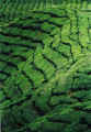 cameron highlands 2.JPG (112220 Byte)
