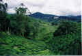 cameron highlands.JPG (85443 Byte)